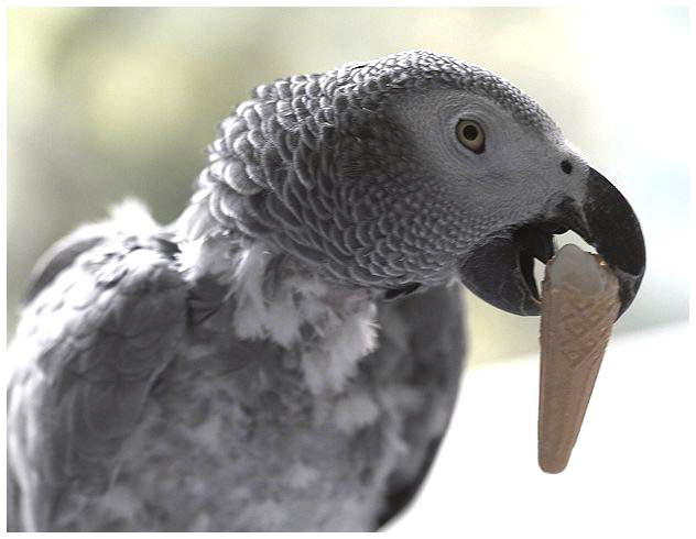 HE LOVE HIS ICE CREAM.