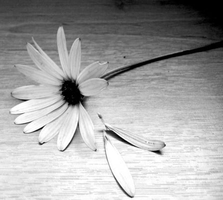 He Loves Me He Loves Me Not