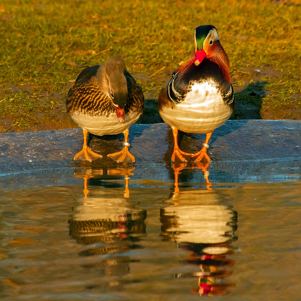 " He mein Oller guck mal ins Wasser,