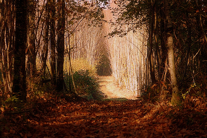 Hé oui , l automne est bien la !