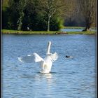 Hé !!!!! petit canard regardes moi  !!!!