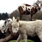 "He ... pssst. Auf deinem Rücken steht ein Hund."