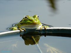 He, was guckst du ?