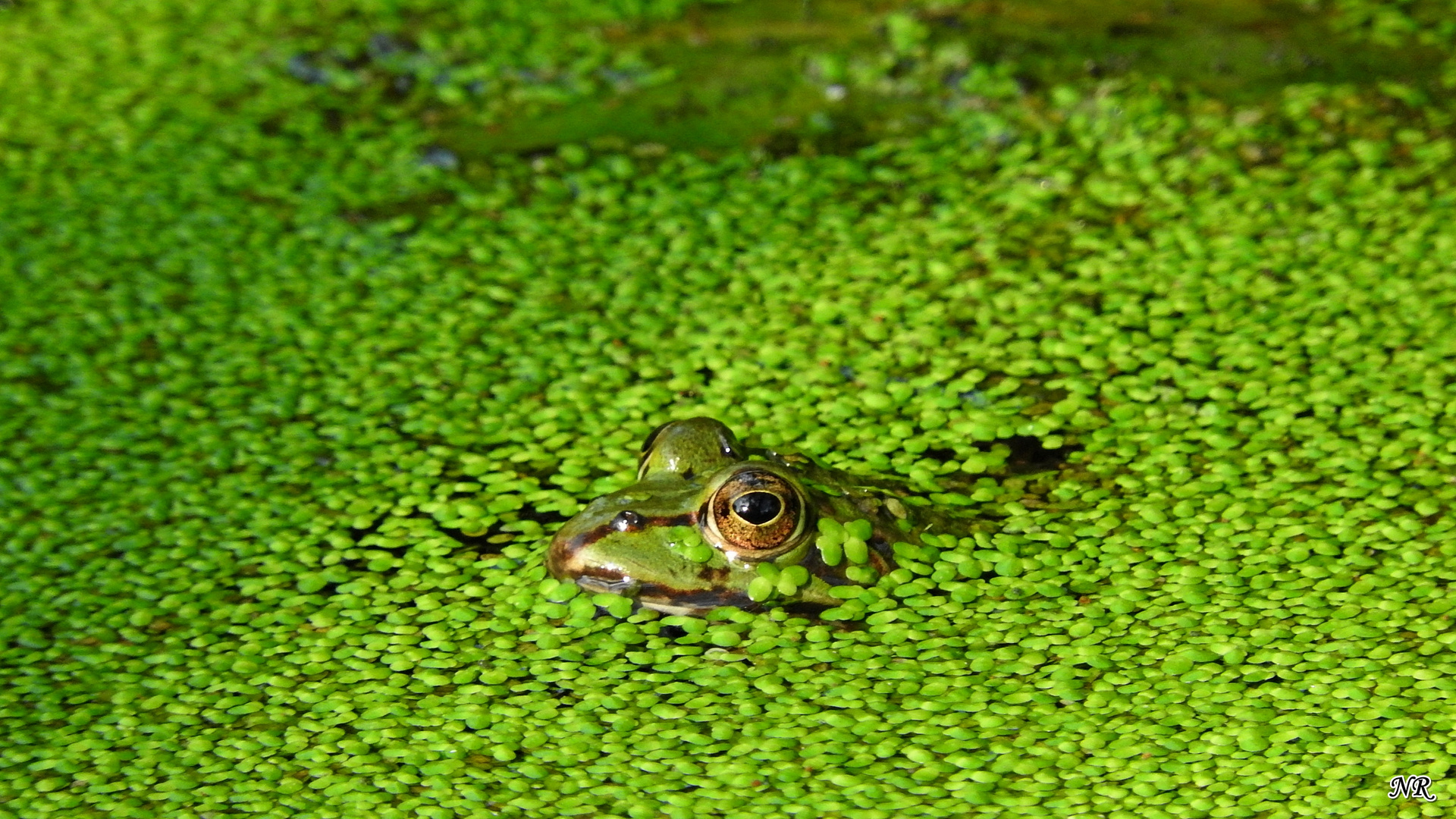 Head Above the Water