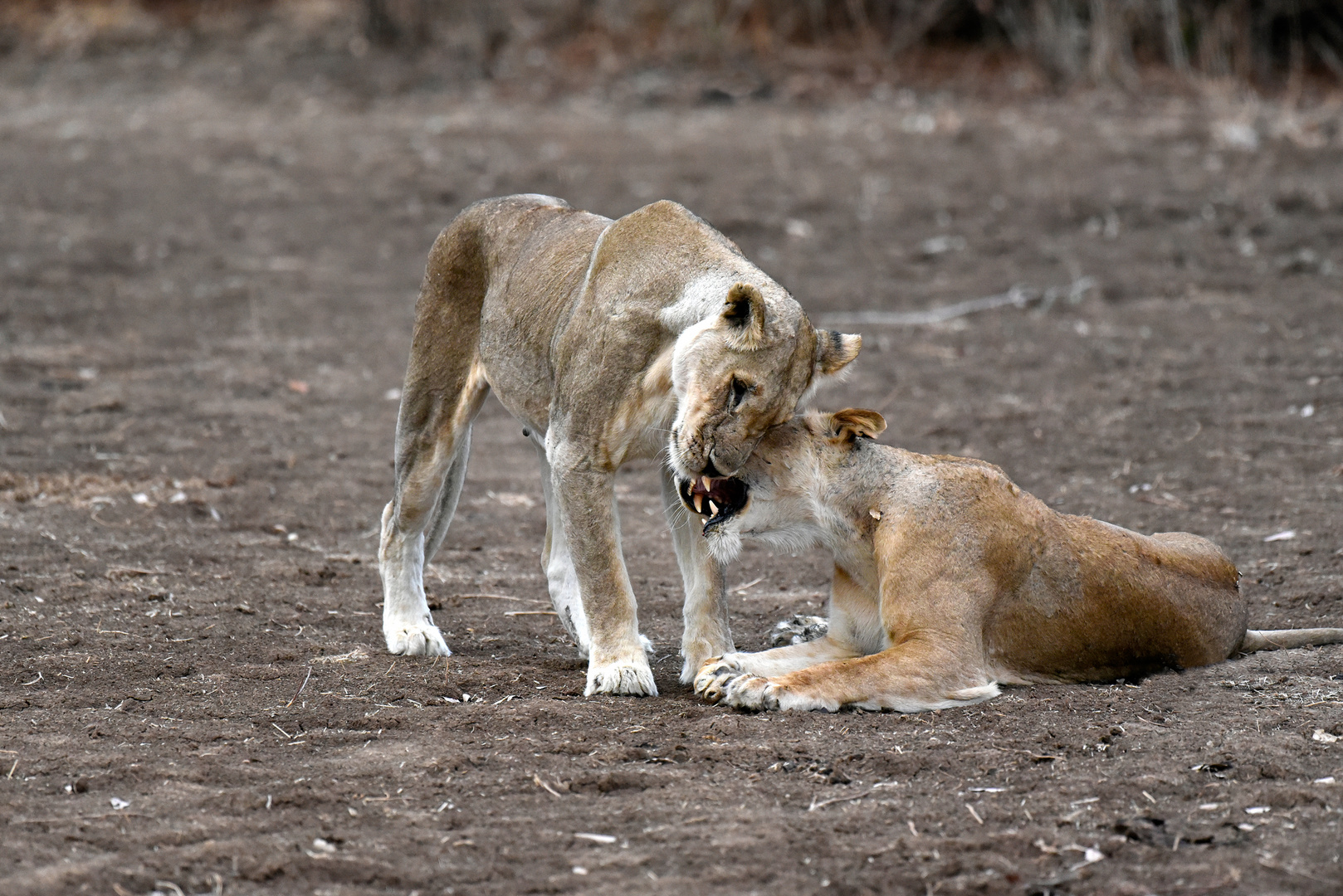 Head bump