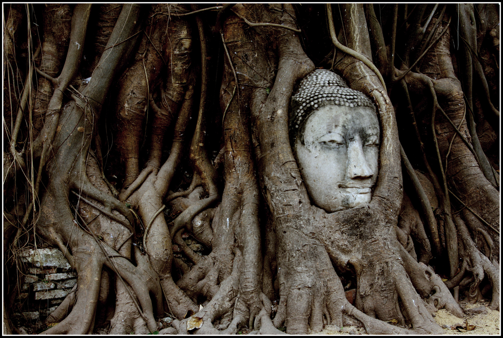 Head in tree,Ayutthaya(Thailand 2013)