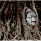 Head in tree,Ayutthaya(Thailand 2013)