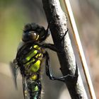 ~ Head Like A Bull ~ (Brachytron pratense)