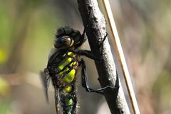 ~ Head Like A Bull ~ (Brachytron pratense)