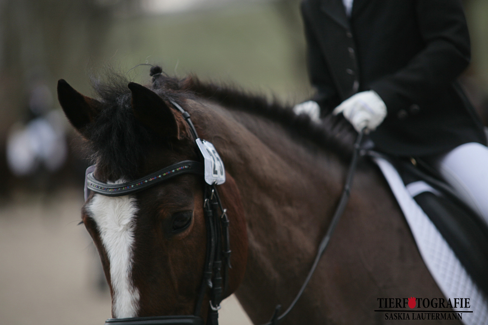 Head of Horse.