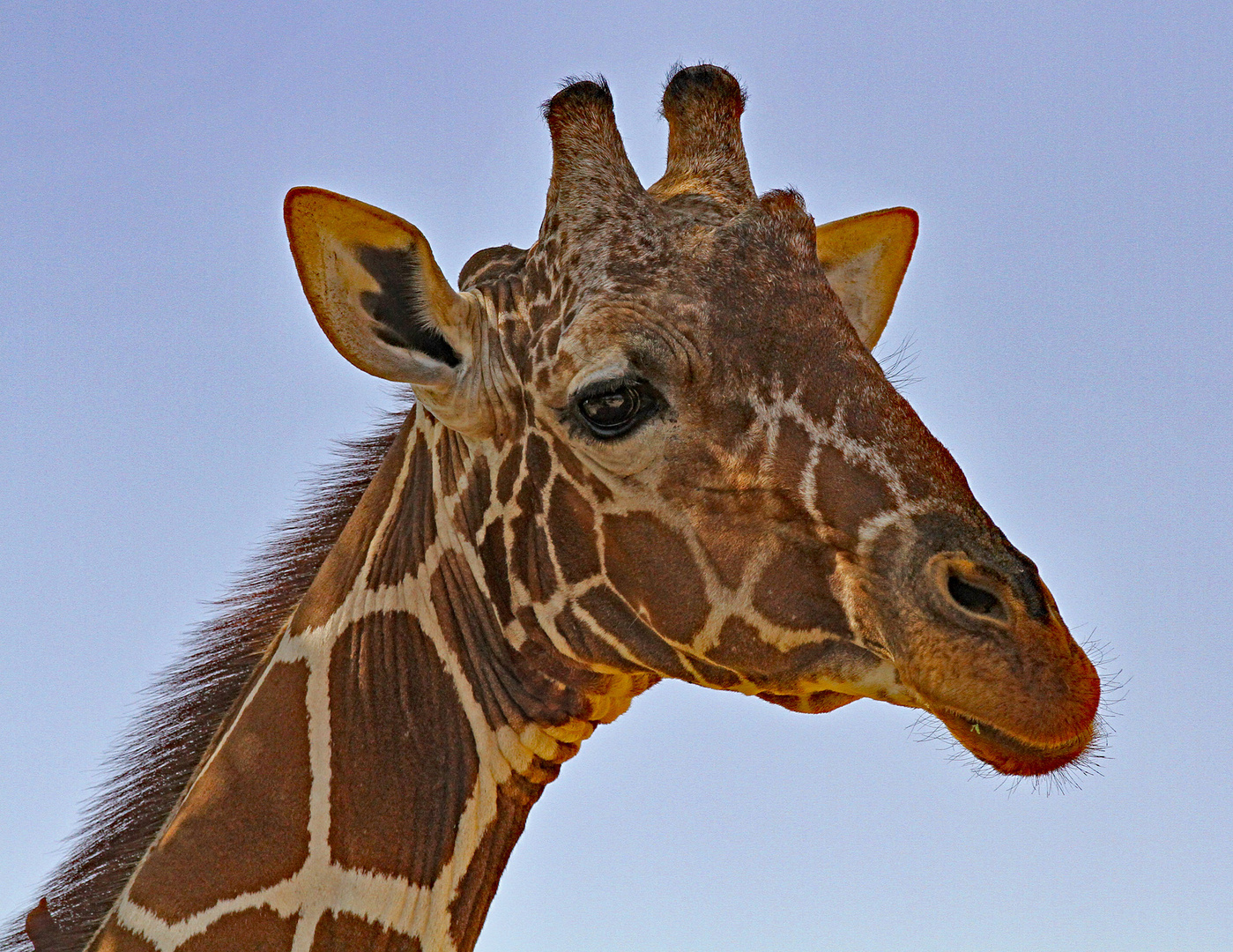 Head of the Giraffe