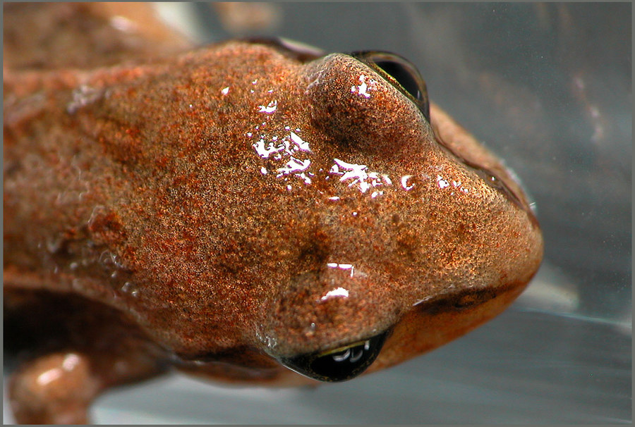 head of very young brown frog (3 mm)
