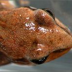 head of very young brown frog (3 mm)