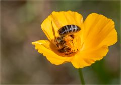 Head over in the flower