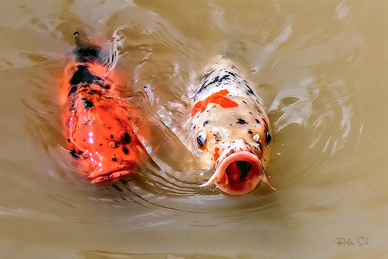 Head to Head Race