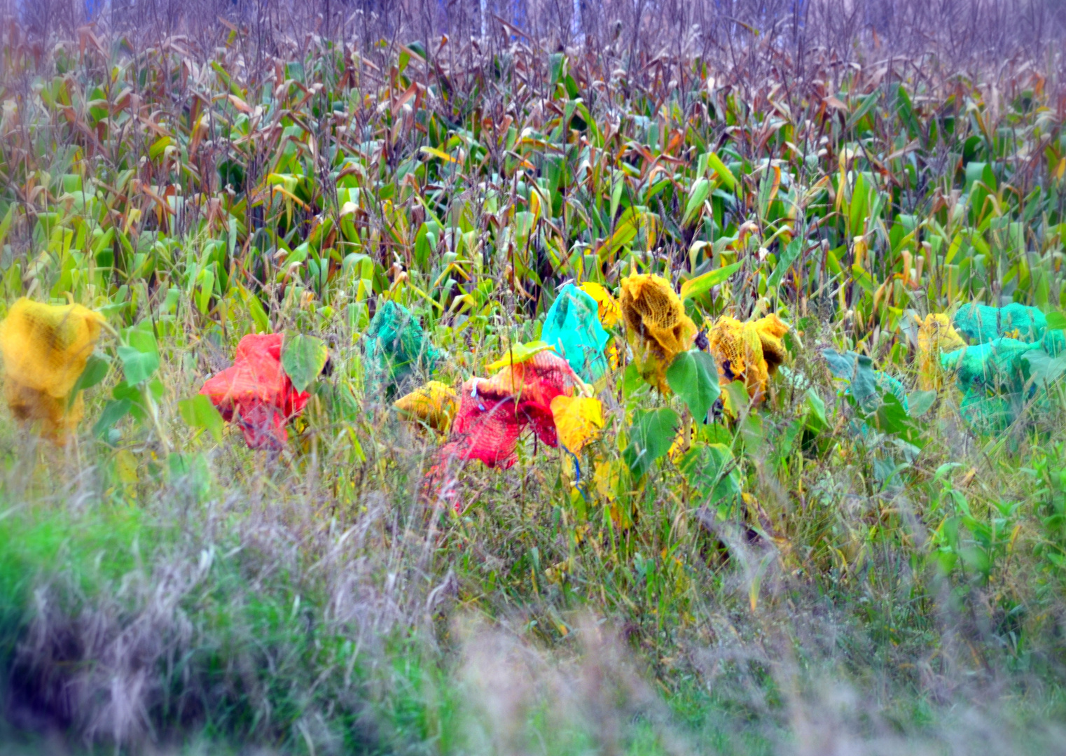 headdressed sunflowers