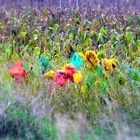 headdressed sunflowers