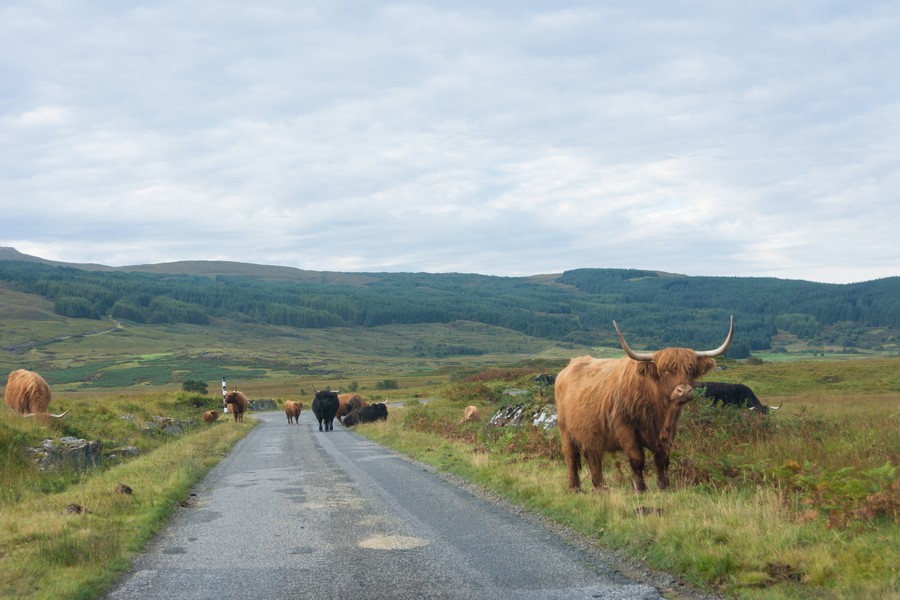 heading Fionnphort