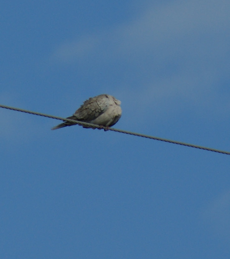 Headless Bird on a Wire