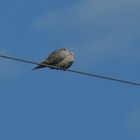 Headless Bird on a Wire