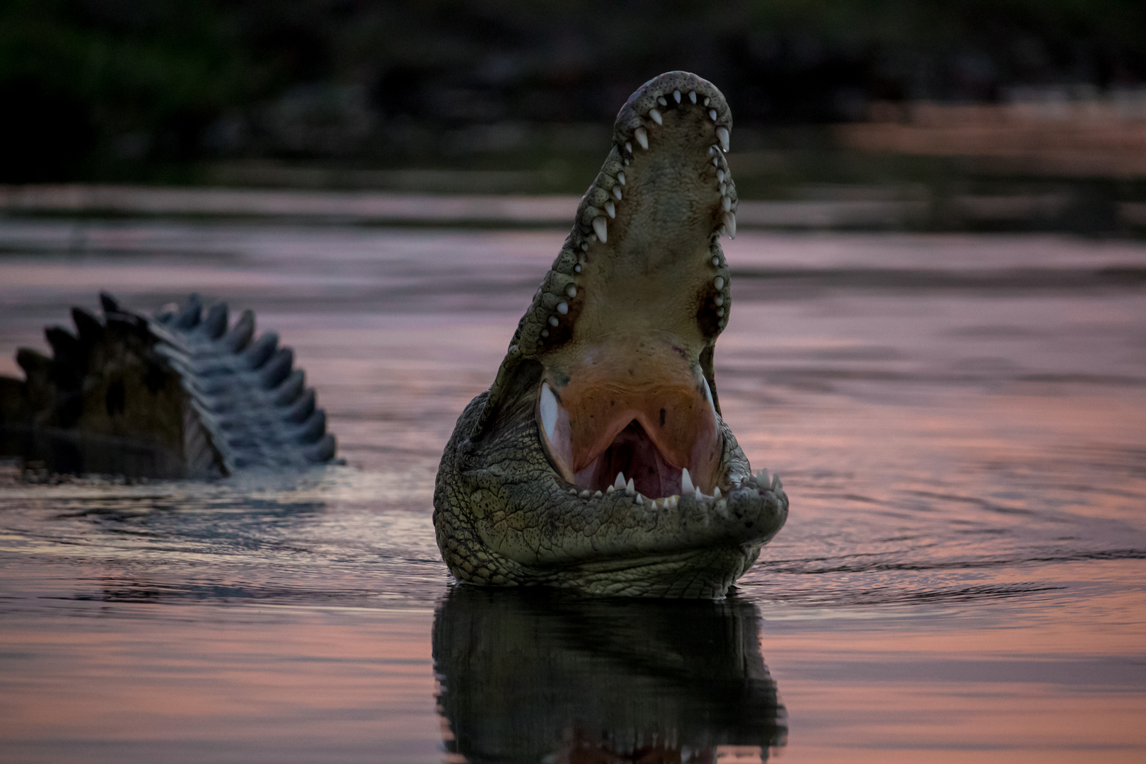  Heads out of the water tail into the heights