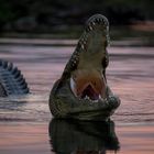  Heads out of the water tail into the heights