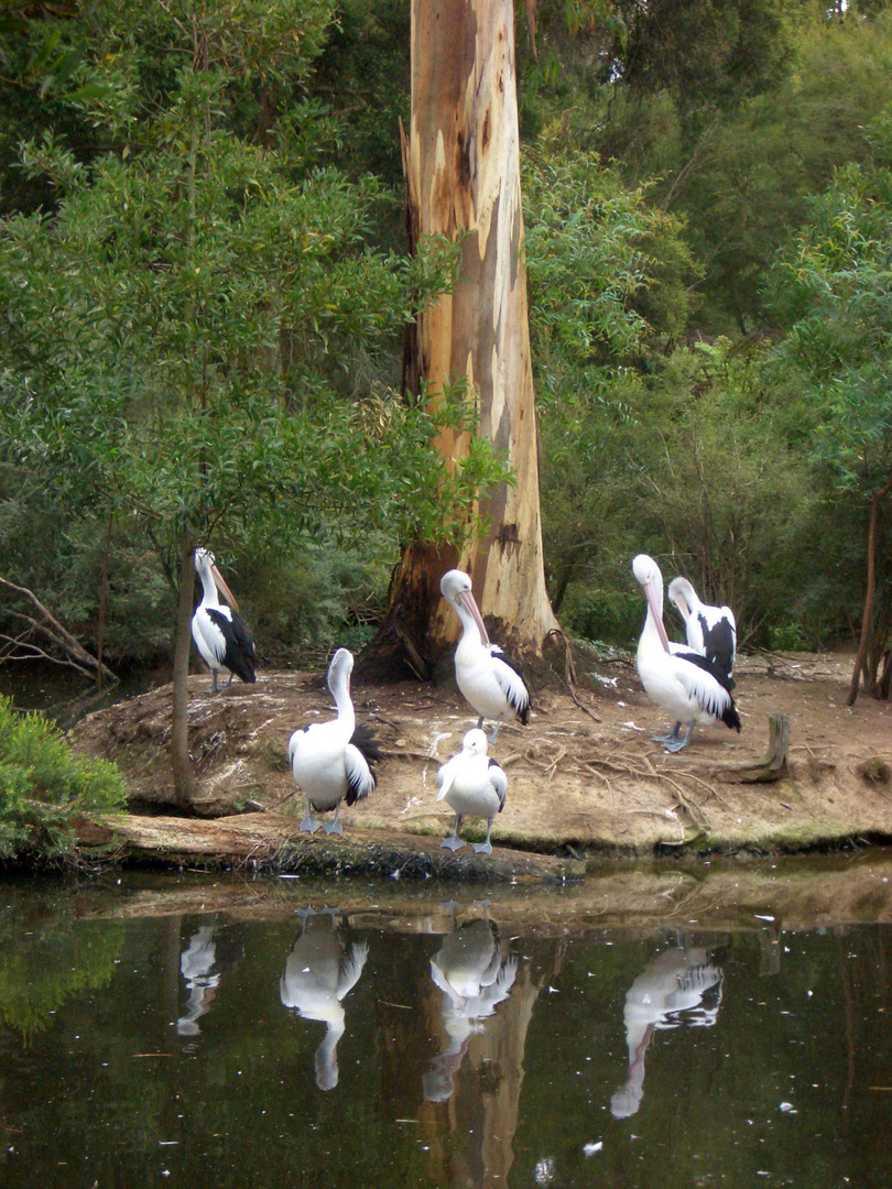 Healesville Sanctuary