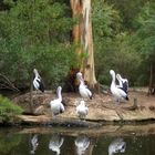 Healesville Sanctuary