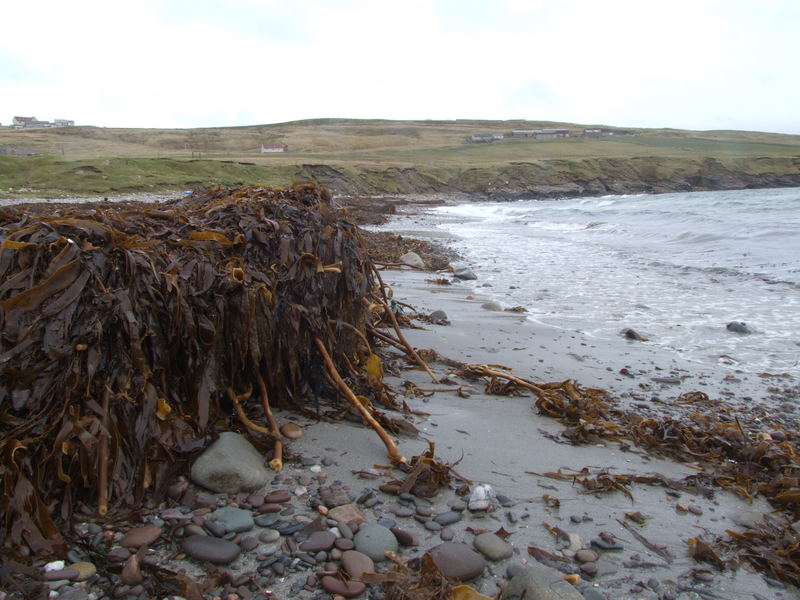 Heaps of seaweed