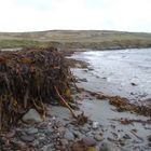 Heaps of seaweed