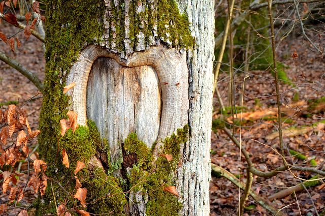 Heart in a Tree