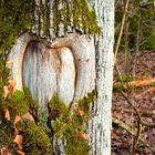 Heart in a Tree