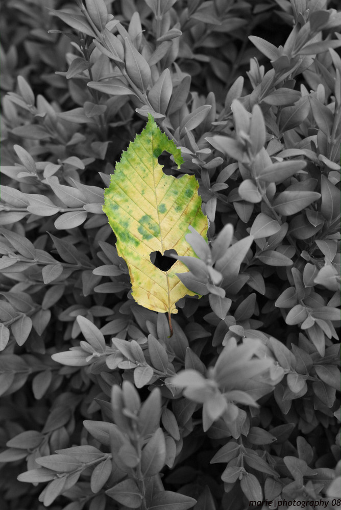 heart in leave.