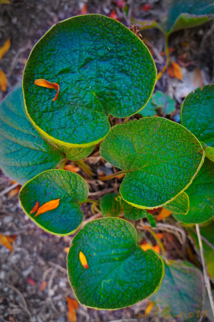 'Heart Leaves'