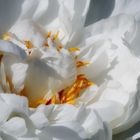 heart of a peony