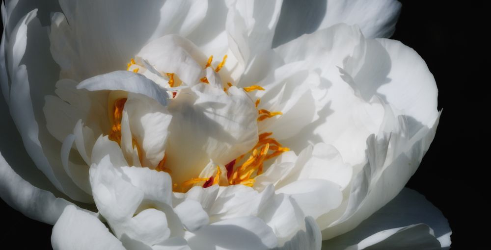 heart of a peony