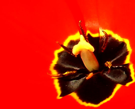 Heart of a tulip