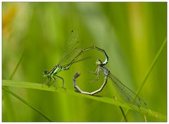 Heart of dragonflies...