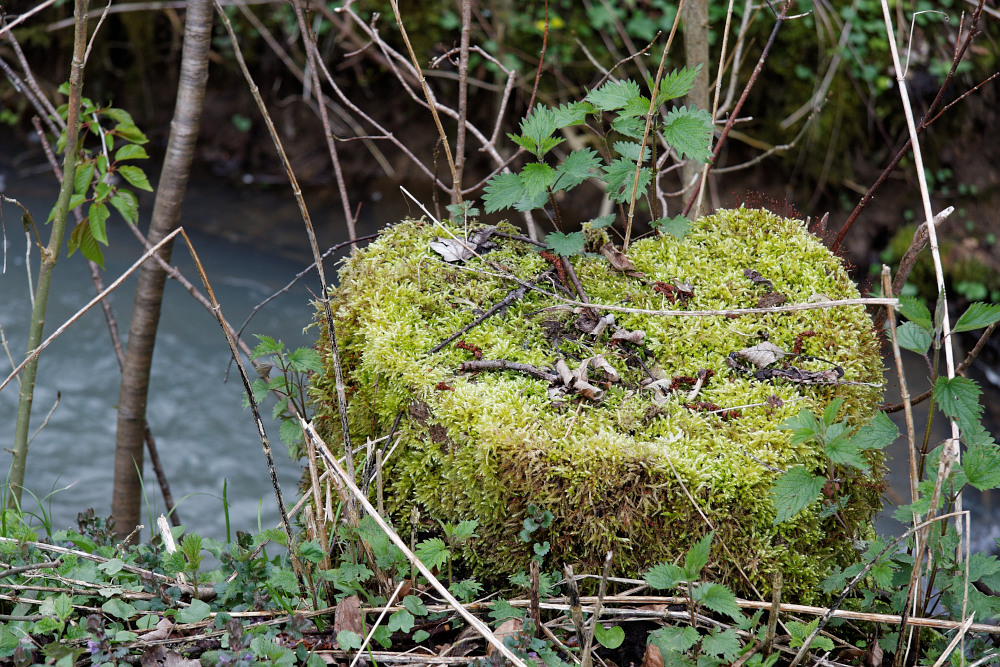 heart of moss