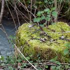 heart of moss