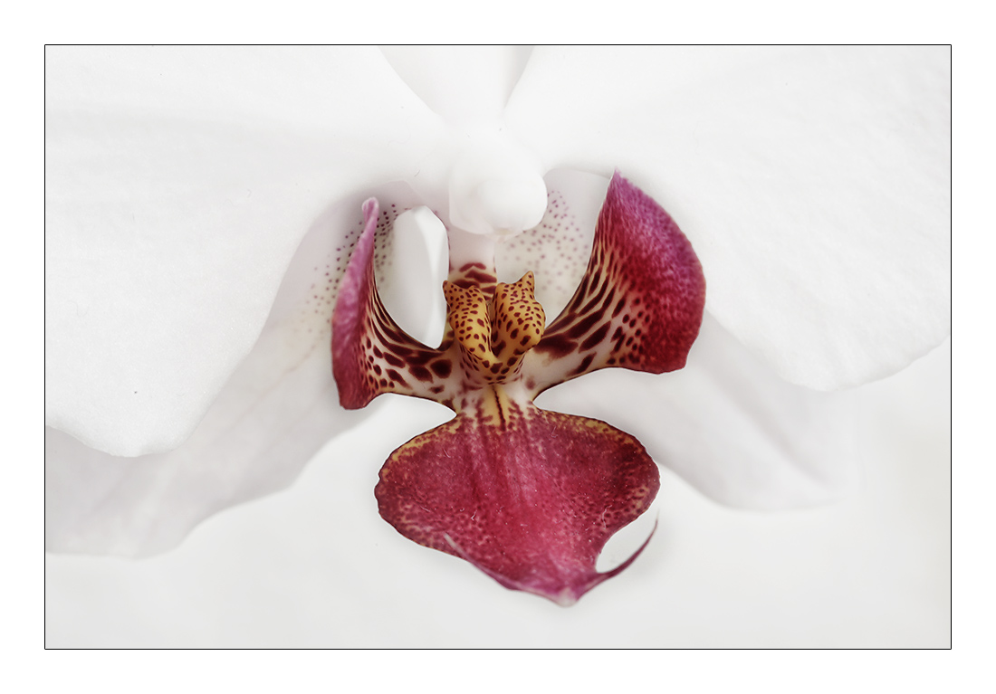 Heart of Orchid