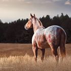 Heart Of The Appaloosa