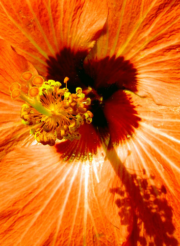 Heart of the Hibiscus