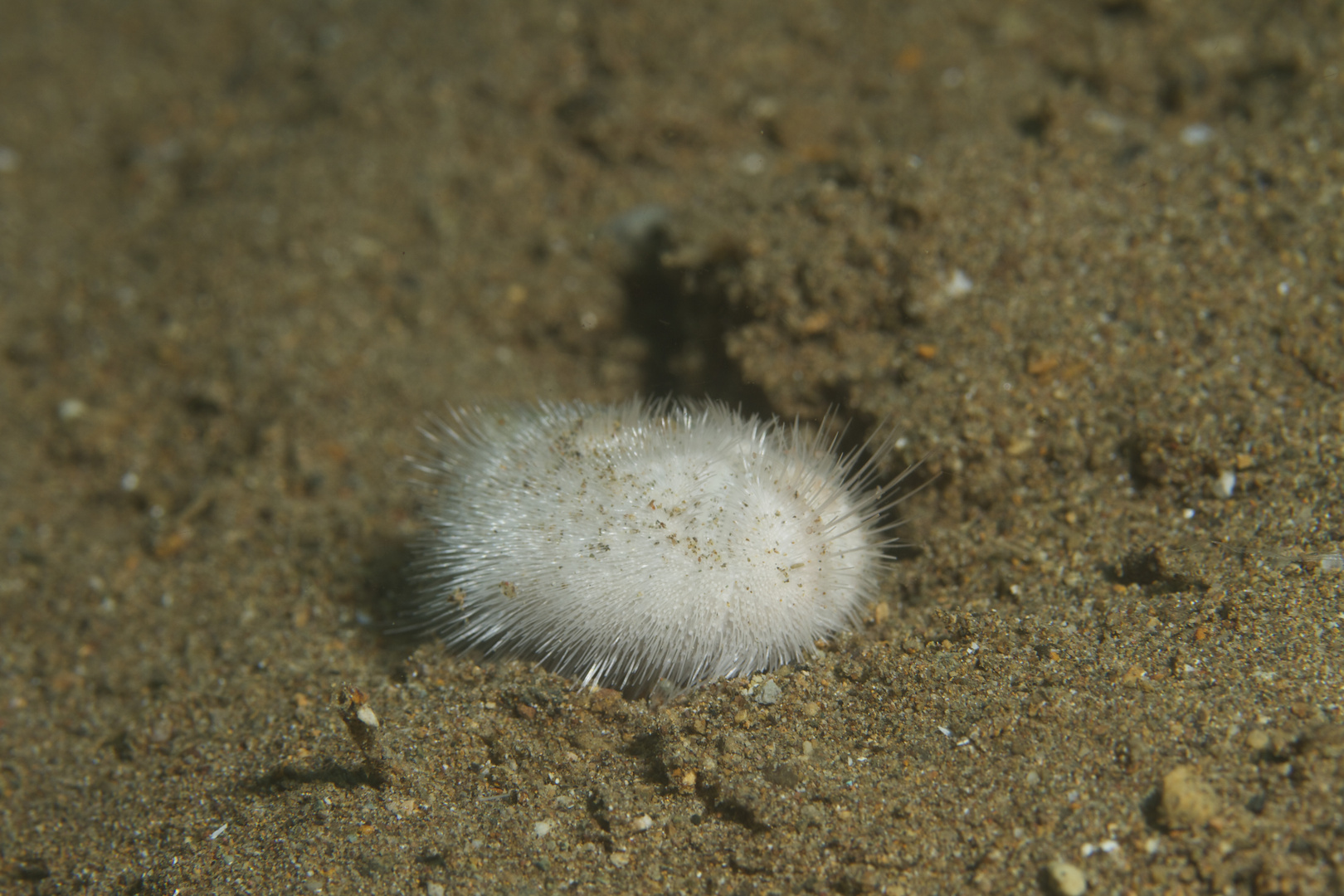 Heart Sea Urchin