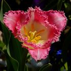 Heart Shaped Pink Tulip