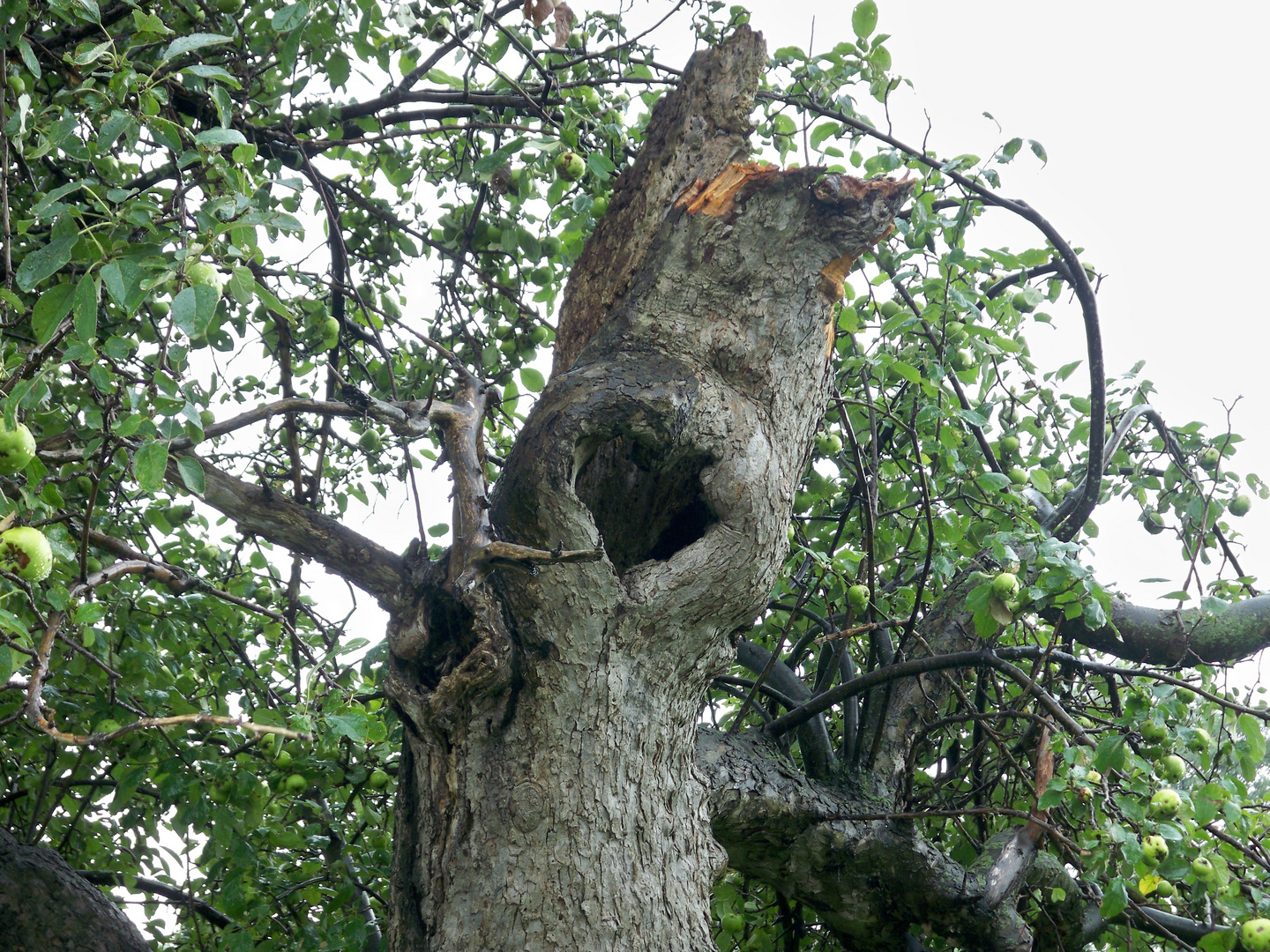 Heart Tree