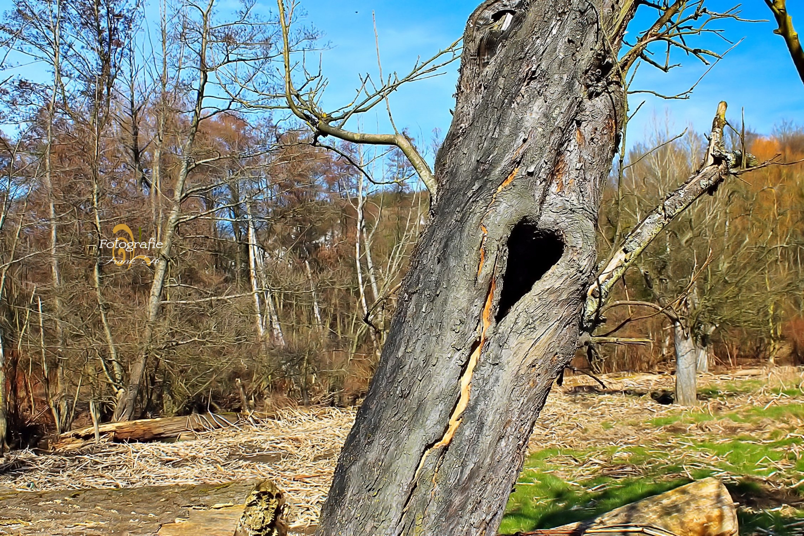 Heart Tree