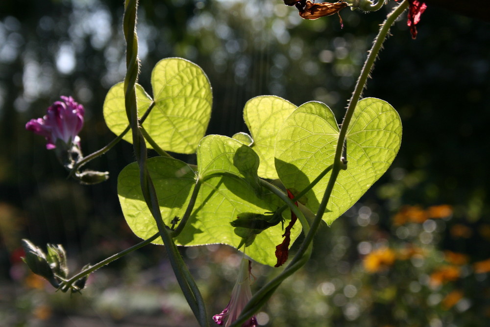 hearts in green