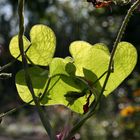 hearts in green