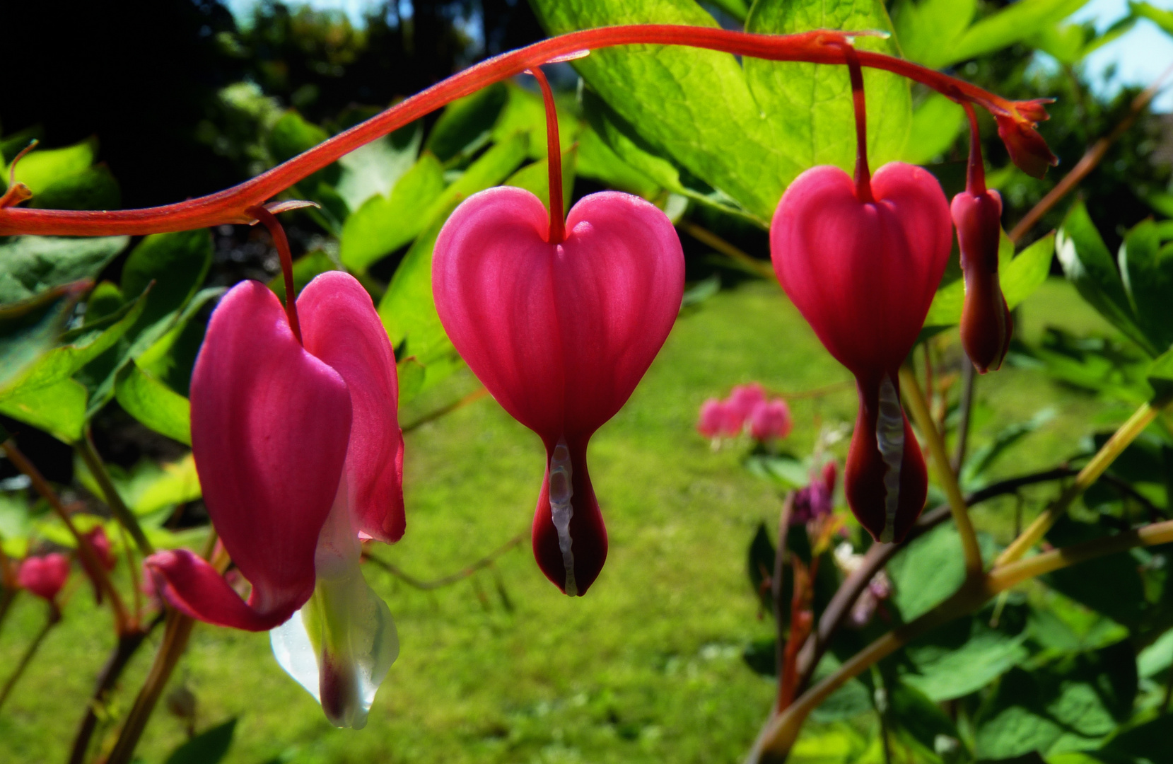 hearts on a row